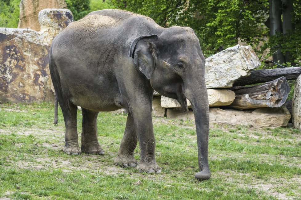 Také Tamara se narodila v Pinnawale na Srí Lance a do Zoo Praha přišla spolu s Janitou v říjnu 2012. 7. října 2016 se jí narodil Rudi. 