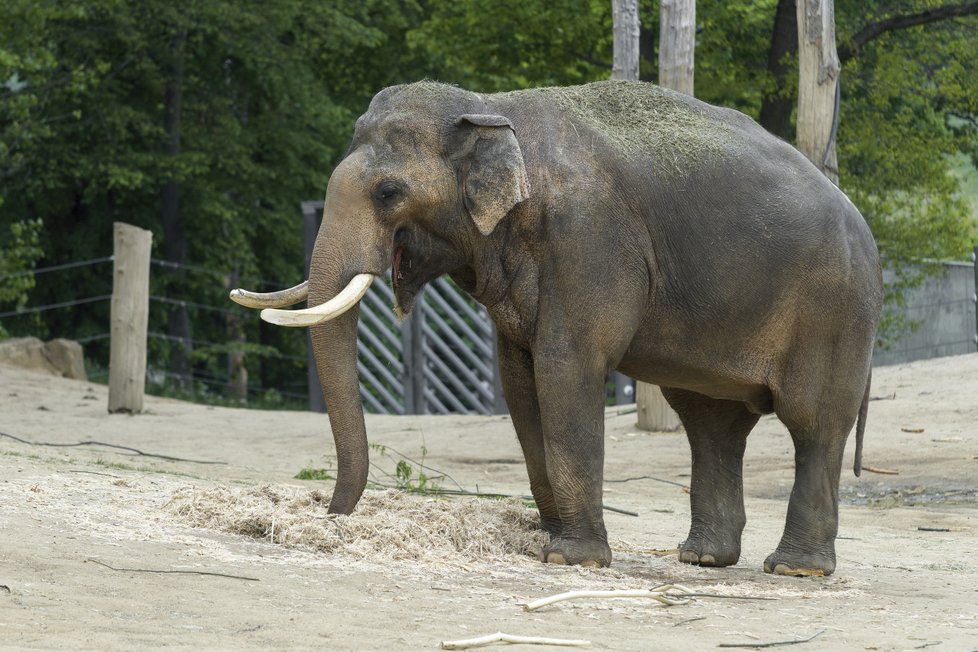 Otcem obou očekávaných mláďat slona indického je Ankhor, který pochází z Barmy a do Zoo Praha přišel v srpnu 2014. Hvězdy na jeho zádi jsou značkou barmského krále.