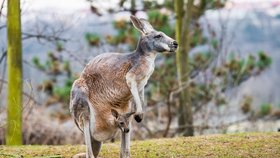 Expozice klokanů v pražské zoo jsou nyní plné mláďat. Samici klokana rudého Karkulku poznají návštěvníci snadno podle cihlově zbarvené srsti.