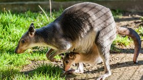 Skupinka klokanů Hagenových v Zoo Praha se nyní s dvěma mláďaty rozrostla na osm členů.