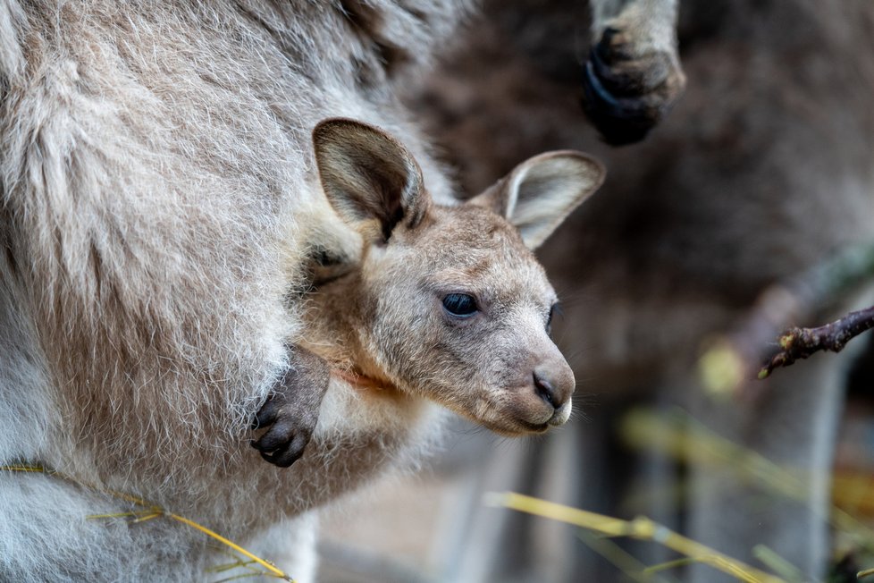 Mláďata klokanů se nosí v kapse svých matek několik měsíců. Protože přesné datum jejich narození není možné určit, zaznamenává se první vykouknutí z vaku. Na snímku je mládě klokana obrovského.