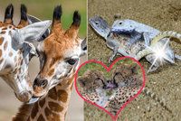 Když se partneři vybarvují a naparují: Láska kvete všude, i v zoologické zahradě