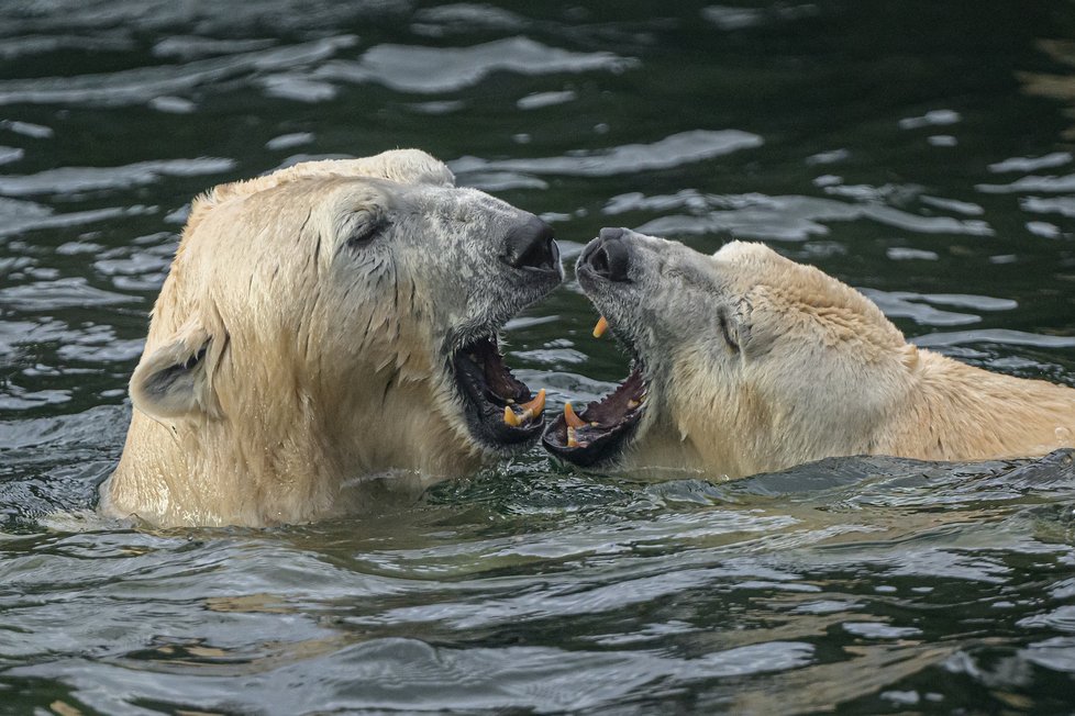 Mám tě rád, pojď si hrát. Lední medvědi v pražské zoo