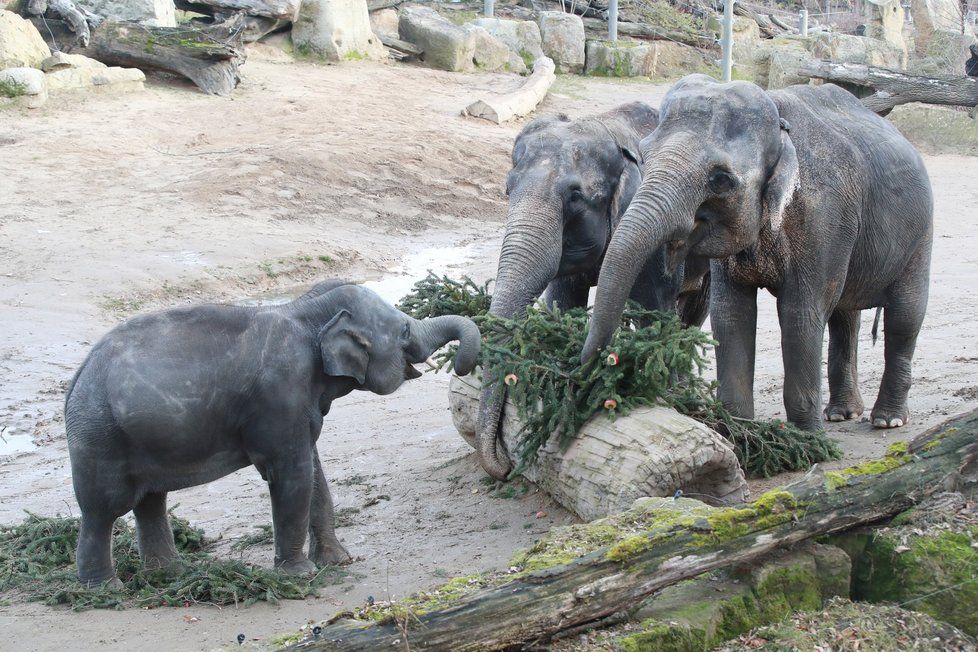 Zvířata v pražské zoo si pochutnala na větvích vánočního stromu.