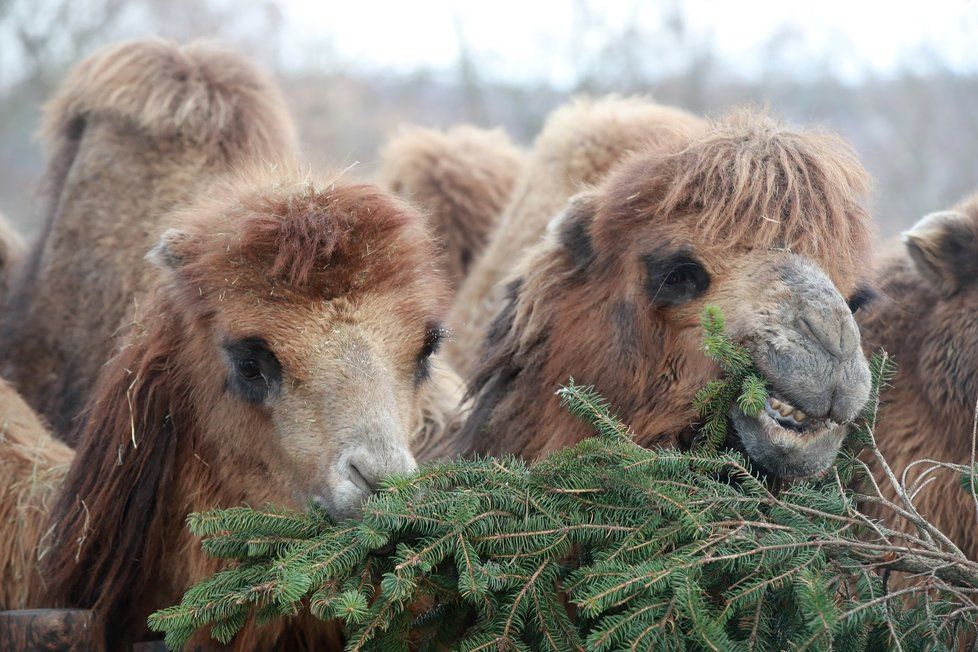 Zvířata v pražské zoo si pochutnala na větvích vánočního stromu.