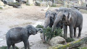 Zvířata v pražské zoo si pochutnala na větvích vánočního stromu.