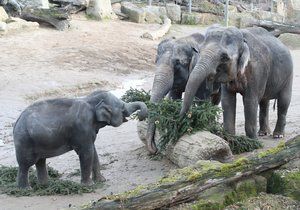 Zvířata v pražské zoo si pochutnala na větvích vánočního stromu.