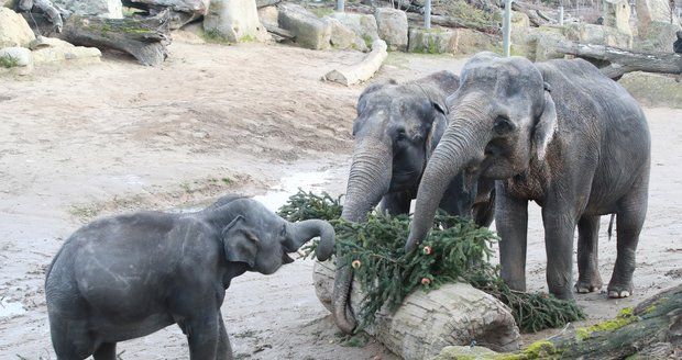 Pichlavá dobrota v pražské zoo! Zvířata si pochutnala na nejslavnějším vánočním stromu Česka