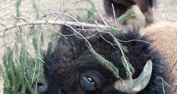 Zvířata v pražské zoo si pochutnala na větvích vánočního stromu.