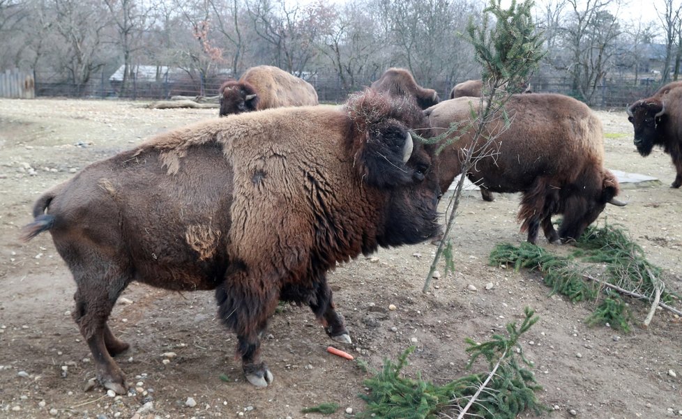 Zvířata v pražské zoo si pochutnala na větvích vánočního stromu.