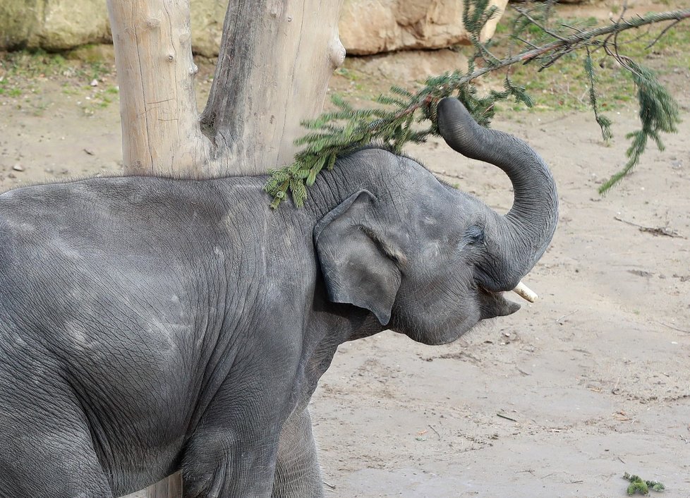 Zvířata v pražské zoo si pochutnala na větvích vánočního stromu.