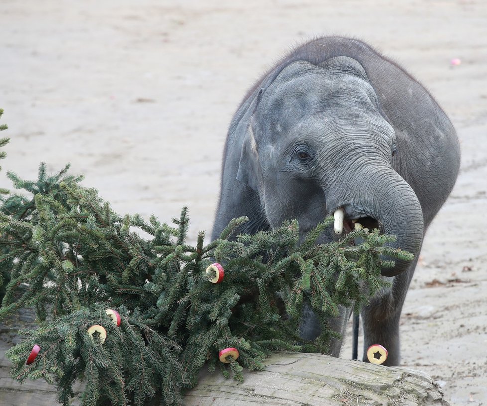 Zvířata v pražské zoo si pochutnala na větvích vánočního stromu.