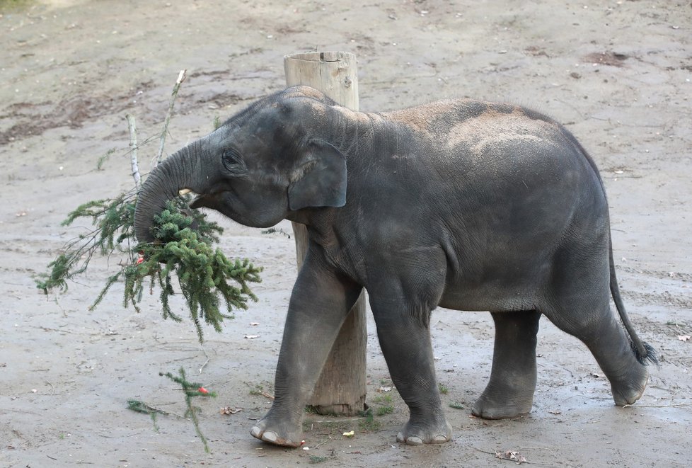 Zvířata v pražské zoo si pochutnala na větvích vánočního stromu.