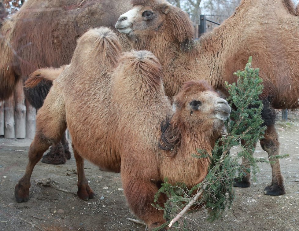 Zvířata v pražské zoo si pochutnala na větvích vánočního stromu.