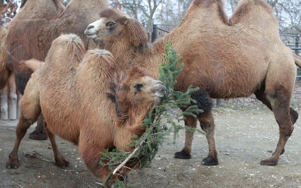 Zvířata v pražské zoo si pochutnala na větvích vánočního stromu.