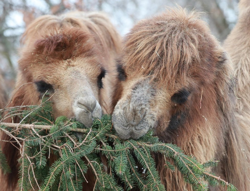 Zvířata v pražské zoo si pochutnala na větvích vánočního stromu.