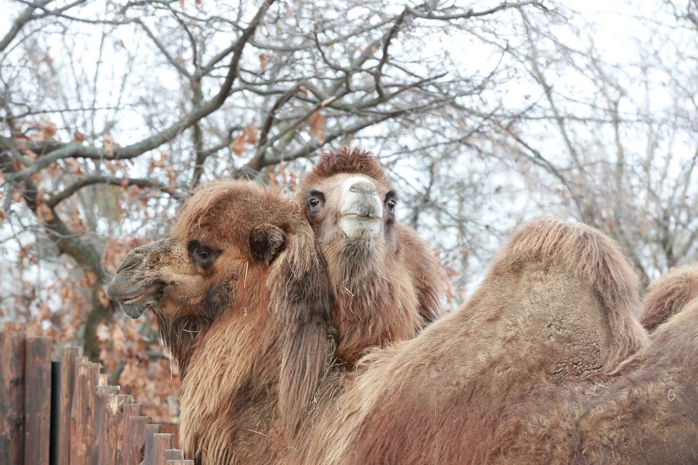 Zvířata v pražské zoo si pochutnala na větvích vánočního stromu.