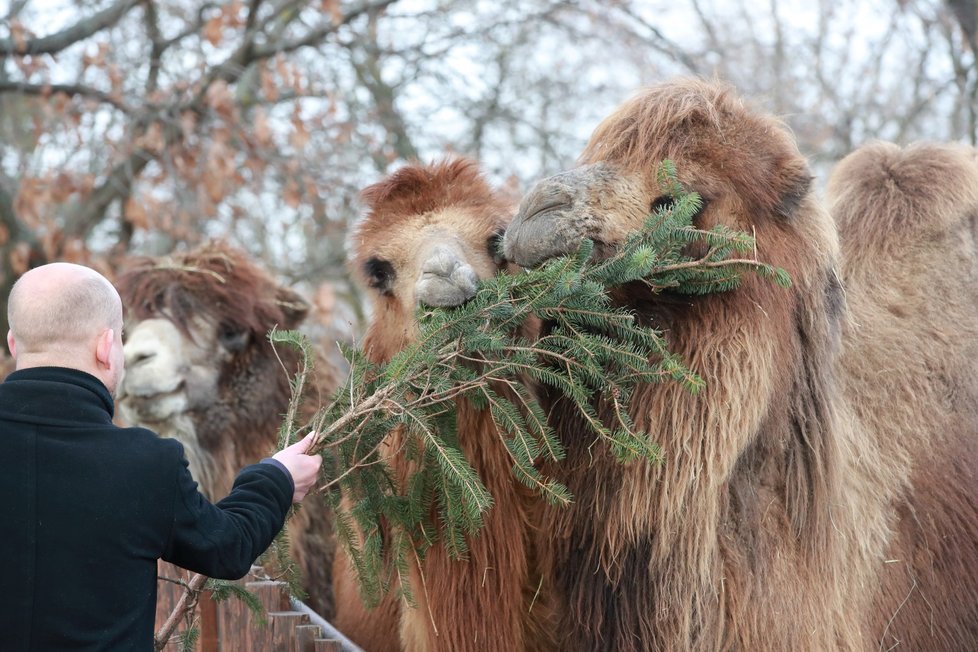 Zvířata v pražské zoo si pochutnala na větvích vánočního stromu.