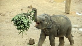 Zvířata ze Zoo Praha si pochutnala na stromcích. (29. prosince 2022)