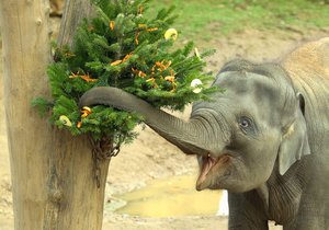 Zvířata ze Zoo Praha si pochutnala na stromcích. (29. prosince 2022)