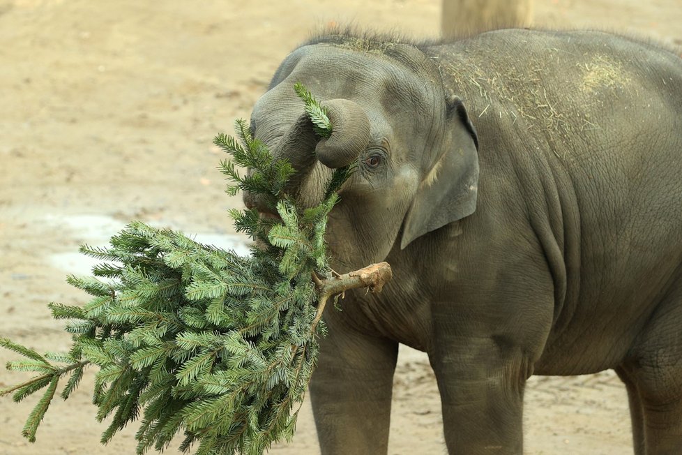 Zvířata ze Zoo Praha si pochutnala na stromcích. (29. prosince 2022)