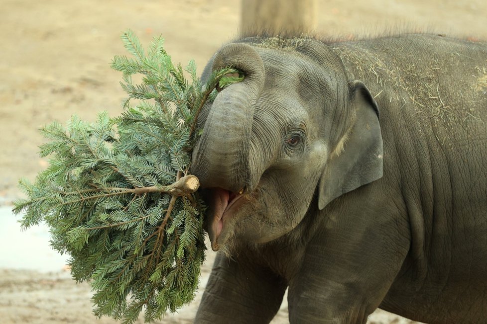 Zvířata ze Zoo Praha si pochutnala na stromcích. (29. prosince 2022)