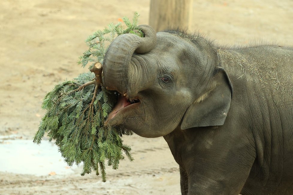 Zvířata ze Zoo Praha si pochutnala na stromcích. (29. prosince 2022)