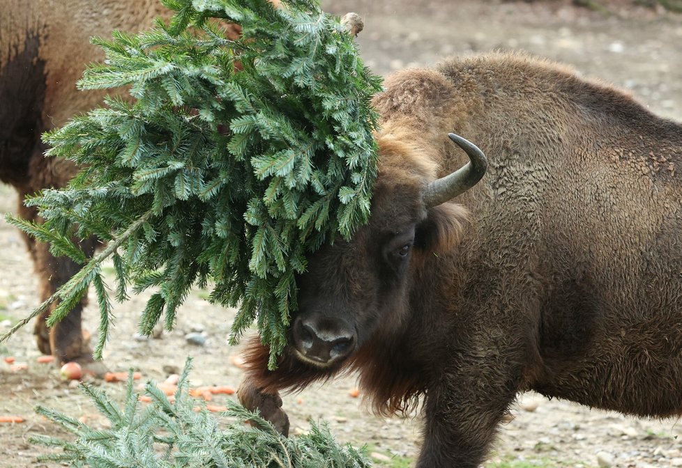 Zvířata ze Zoo Praha si pochutnala na stromcích. (29. prosince 2022)