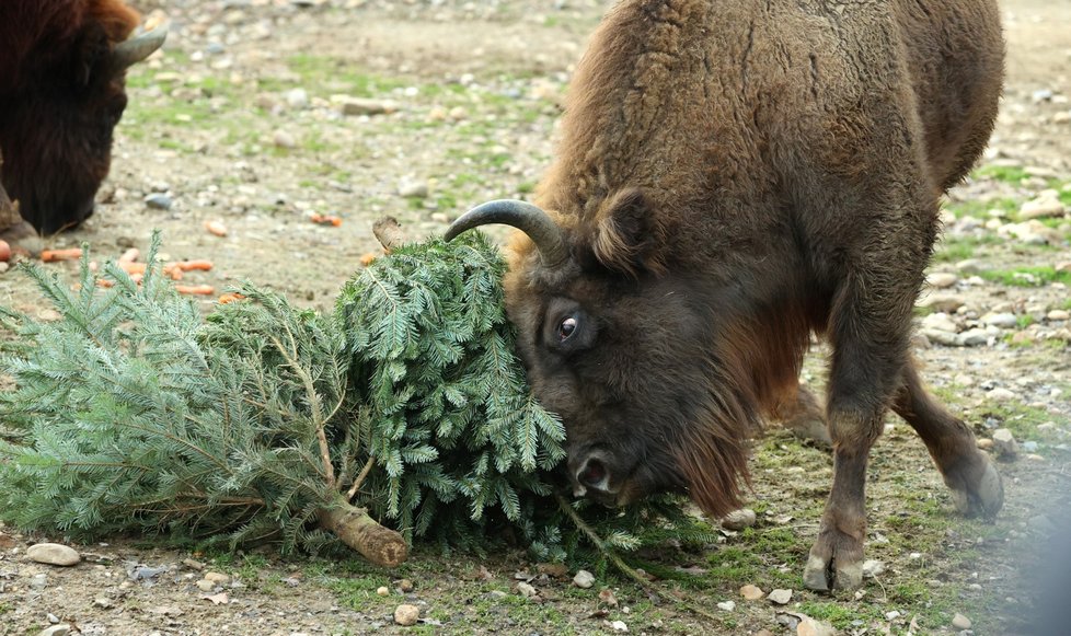 Zvířata ze Zoo Praha si pochutnala na stromcích. (29. prosince 2022)