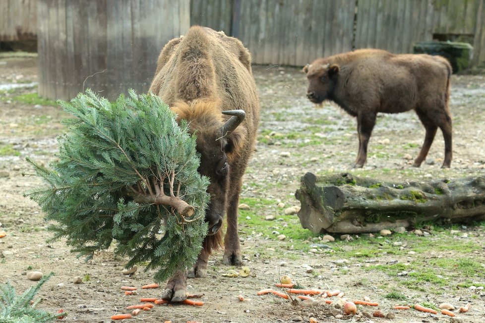 Zvířata ze Zoo Praha si pochutnala na stromcích. (29. prosince 2022)