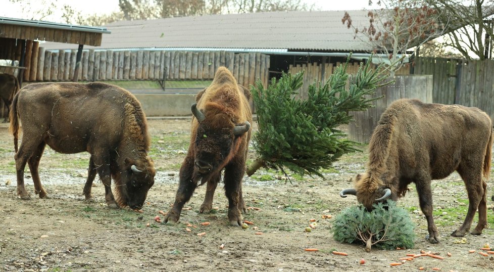 Zvířata ze Zoo Praha si pochutnala na stromcích. (29. prosince 2022)