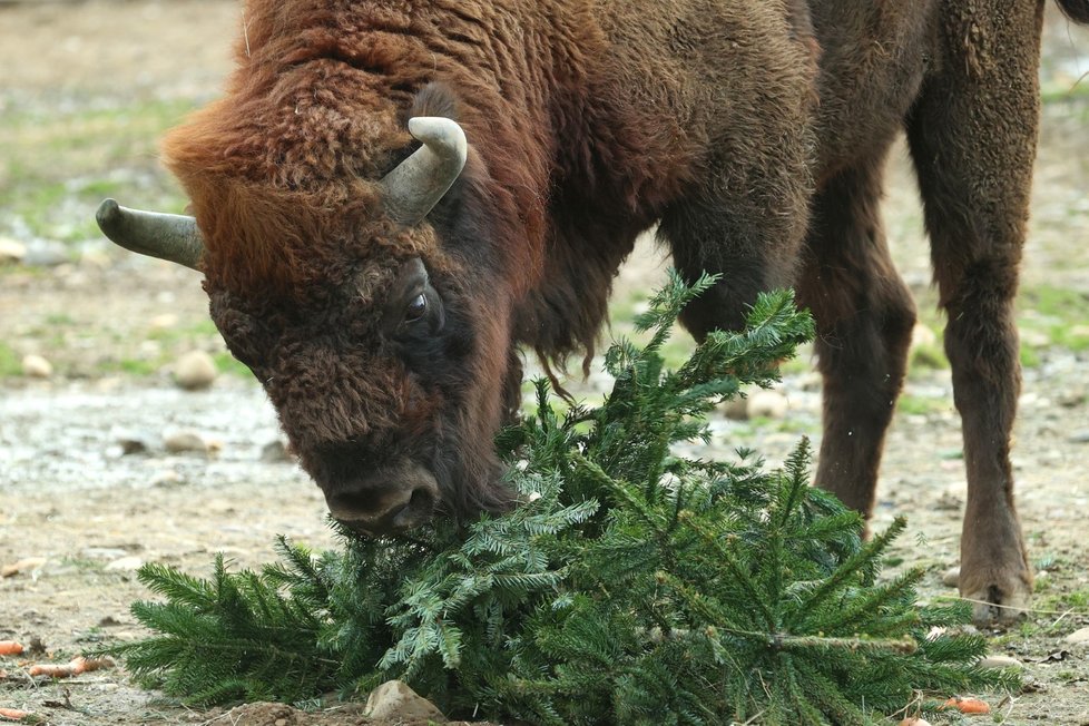 Zvířata ze Zoo Praha si pochutnala na stromcích. (29. prosince 2022)