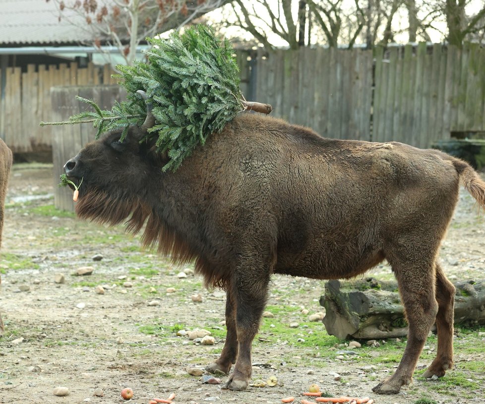 Zvířata ze Zoo Praha si pochutnala na stromcích. (29. prosince 2022)