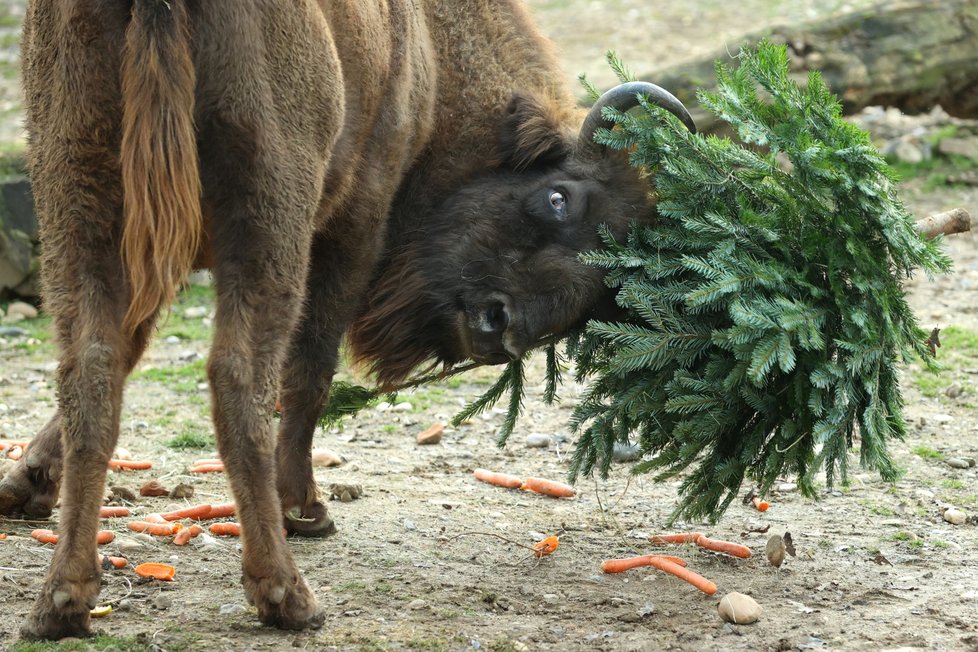 Zvířata ze Zoo Praha si pochutnala na stromcích. (29. prosince 2022)