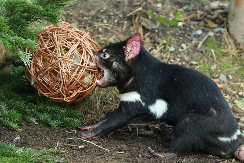 Zvířata ze Zoo Praha si pochutnala na stromcích. (29. prosince 2022)