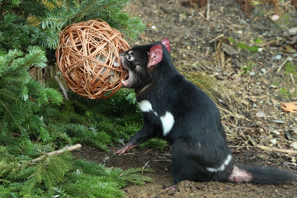 Zvířata ze Zoo Praha si pochutnala na stromcích. (29. prosince 2022)