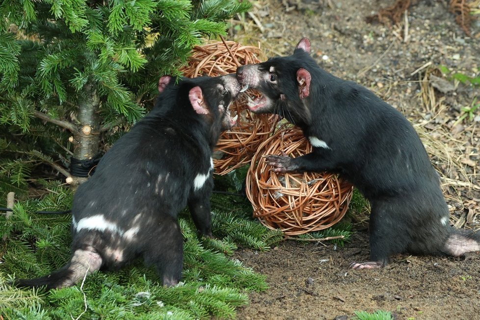 Zvířata ze Zoo Praha si pochutnala na stromcích. (29. prosince 2022)