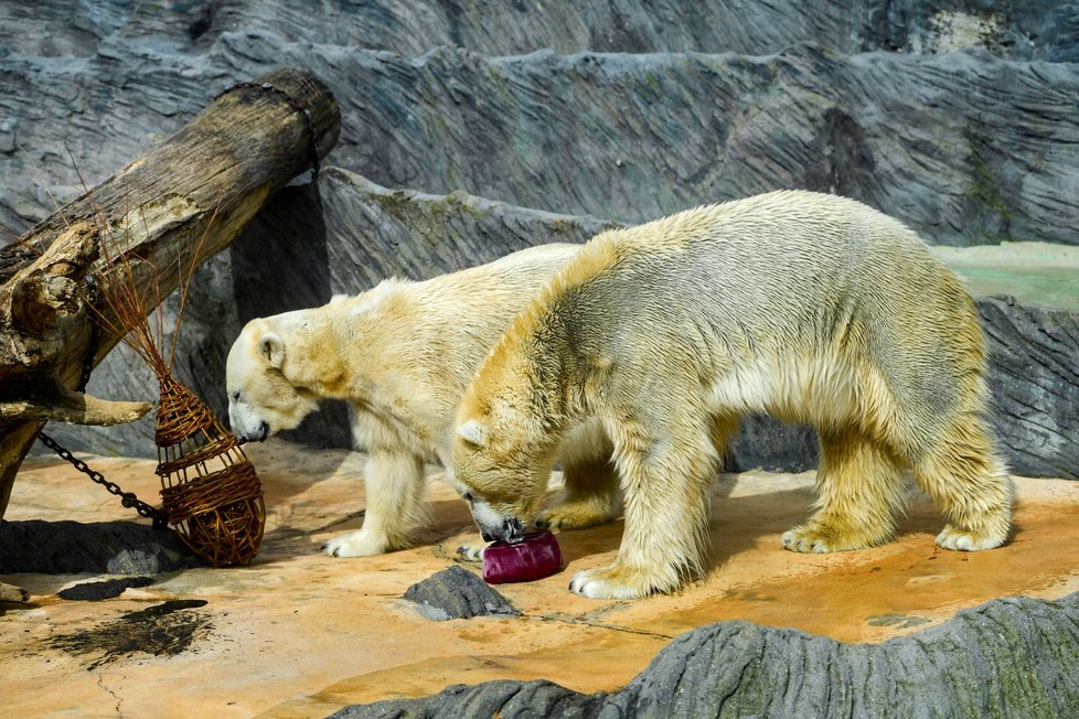 Velikonoční krmení zvířat 5. dubna 2021 v pražské zoo.