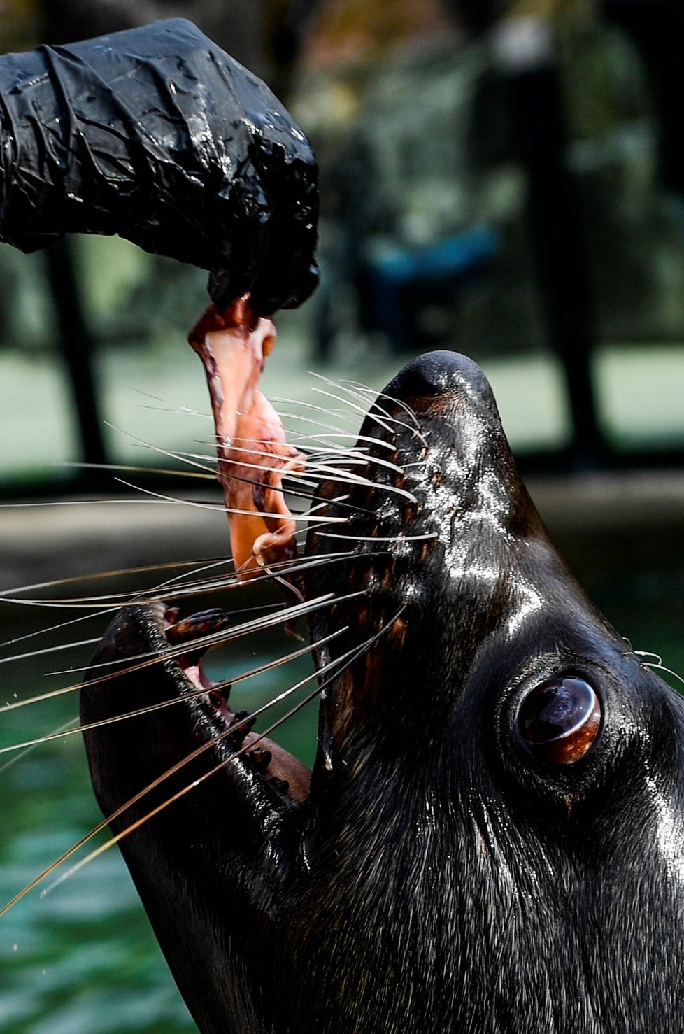 Velikonoční krmení zvířat 5. dubna 2021 v pražské zoo.