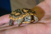 V Zoo Praha se vyklubala letošní první želva skalní: Chovatelé si »upekli« holku