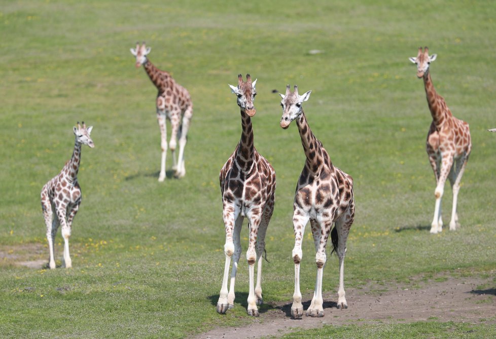 V Zoo Praha vás čeká několik nejrůznějších druhů zvířat. Těšit se můžete i na několik desítek mláďat