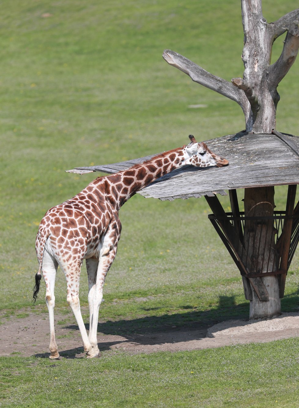 V Zoo Praha vás čeká několik nejrůznějších druhů zvířat. Těšit se můžete i na několik desítek mláďat