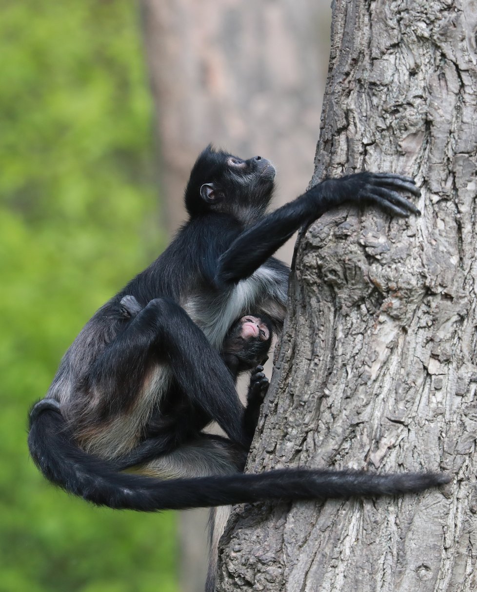 V Zoo Praha vás čeká několik nejrůznějších druhů zvířat. Těšit se můžete i na několik desítek mláďat