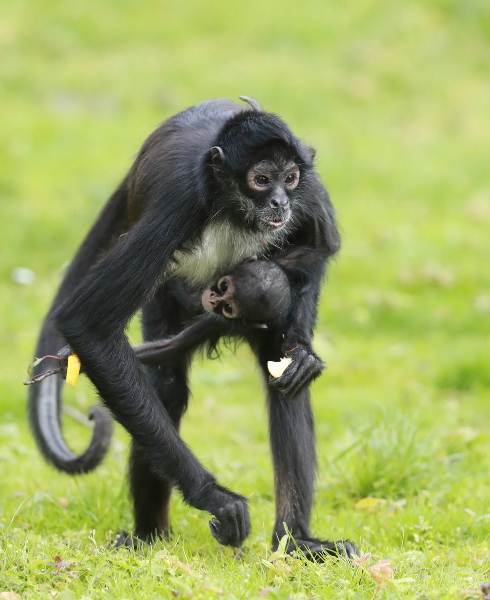 V Zoo Praha vás čeká několik nejrůznějších druhů zvířat. Těšit se můžete i na několik desítek mláďat