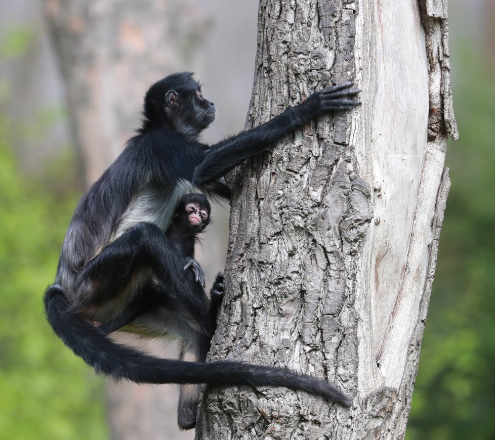 V Zoo Praha vás čeká několik nejrůznějších druhů zvířat. Těšit se můžete i na několik desítek mláďat