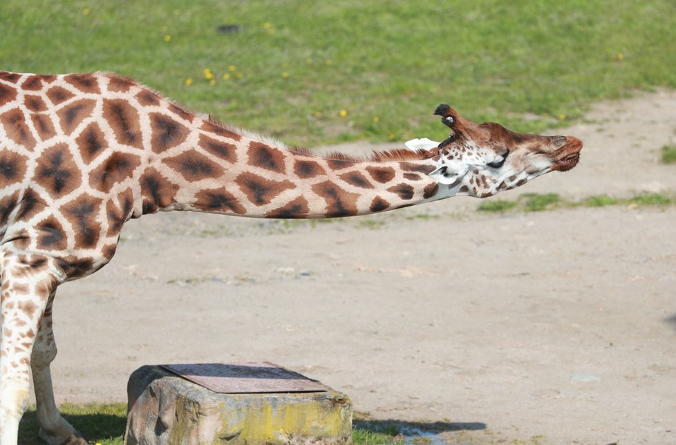 V Zoo Praha vás čeká několik nejrůznějších druhů zvířat. Těšit se můžete i na několik desítek mláďat.