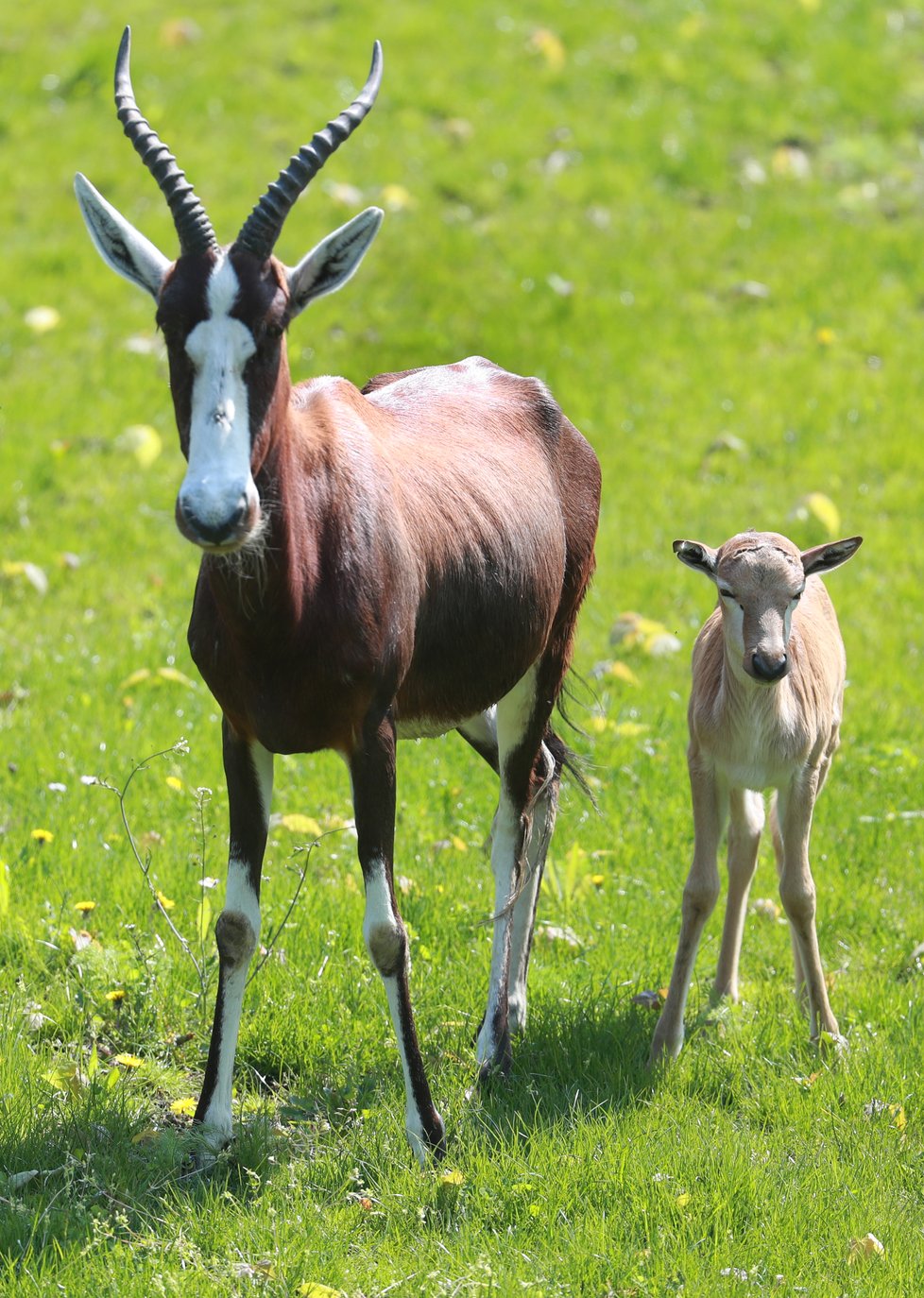 V Zoo Praha vás čeká několik nejrůznějších druhů zvířat. Těšit se můžete i na několik desítek mláďat