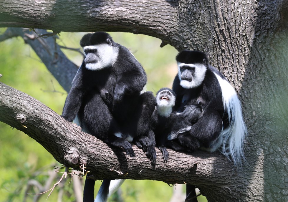 V Zoo Praha vás čeká několik nejrůznějších druhů zvířat. Těšit se můžete i na několik desítek mláďat