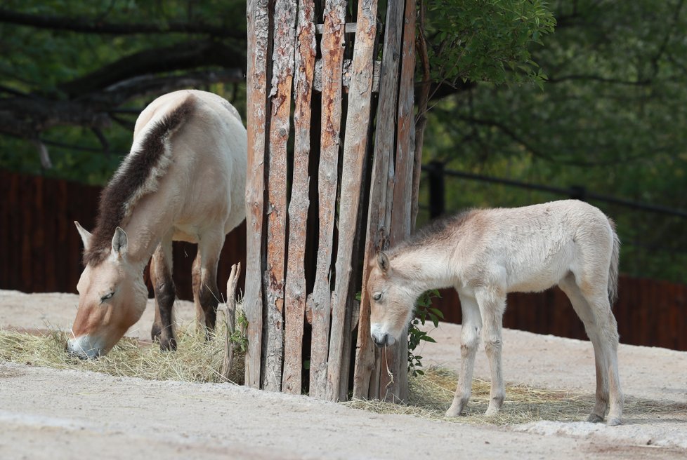 V Zoo Praha vás čeká několik nejrůznějších druhů zvířat. Těšit se můžete i na několik desítek mláďat