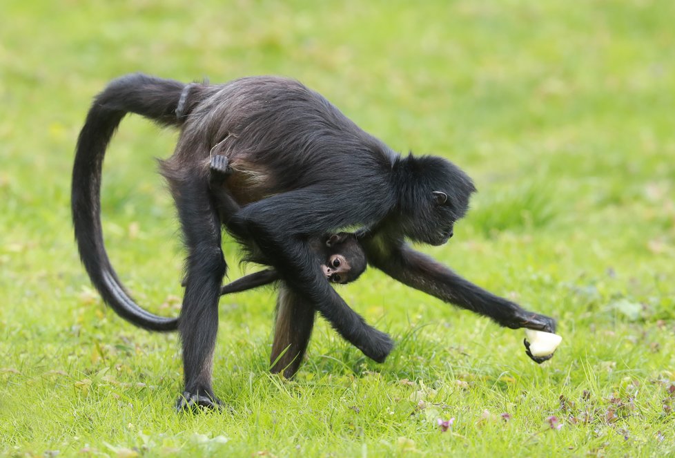 V Zoo Praha vás čeká několik nejrůznějších druhů zvířat. Těšit se můžete i na několik desítek mláďat